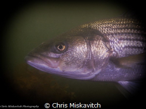 Stripped Sea Bass off Massachusetts....Swimming in for a ... by Chris Miskavitch 